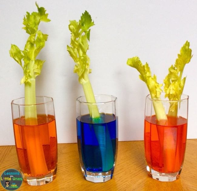 first grade science celery
